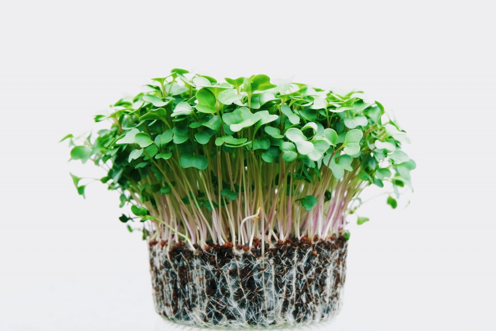 local microgreens